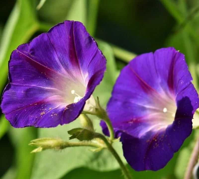 Grandpa Ott’s Purple Morning Glory ornamental plant seeds for home garden planting.