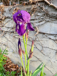 Illyrian Iris Flower Seeds – Iris illyrica for Botanical Gardens