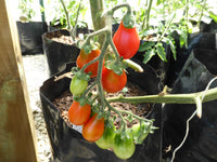 Trina's de Cabo Pear Tomato – Heirloom Vegetable Garden Seeds