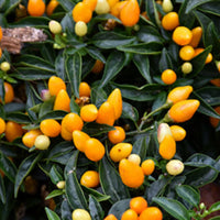 Sedona Sun Pepper – Colorful Garden Vegetable Seeds