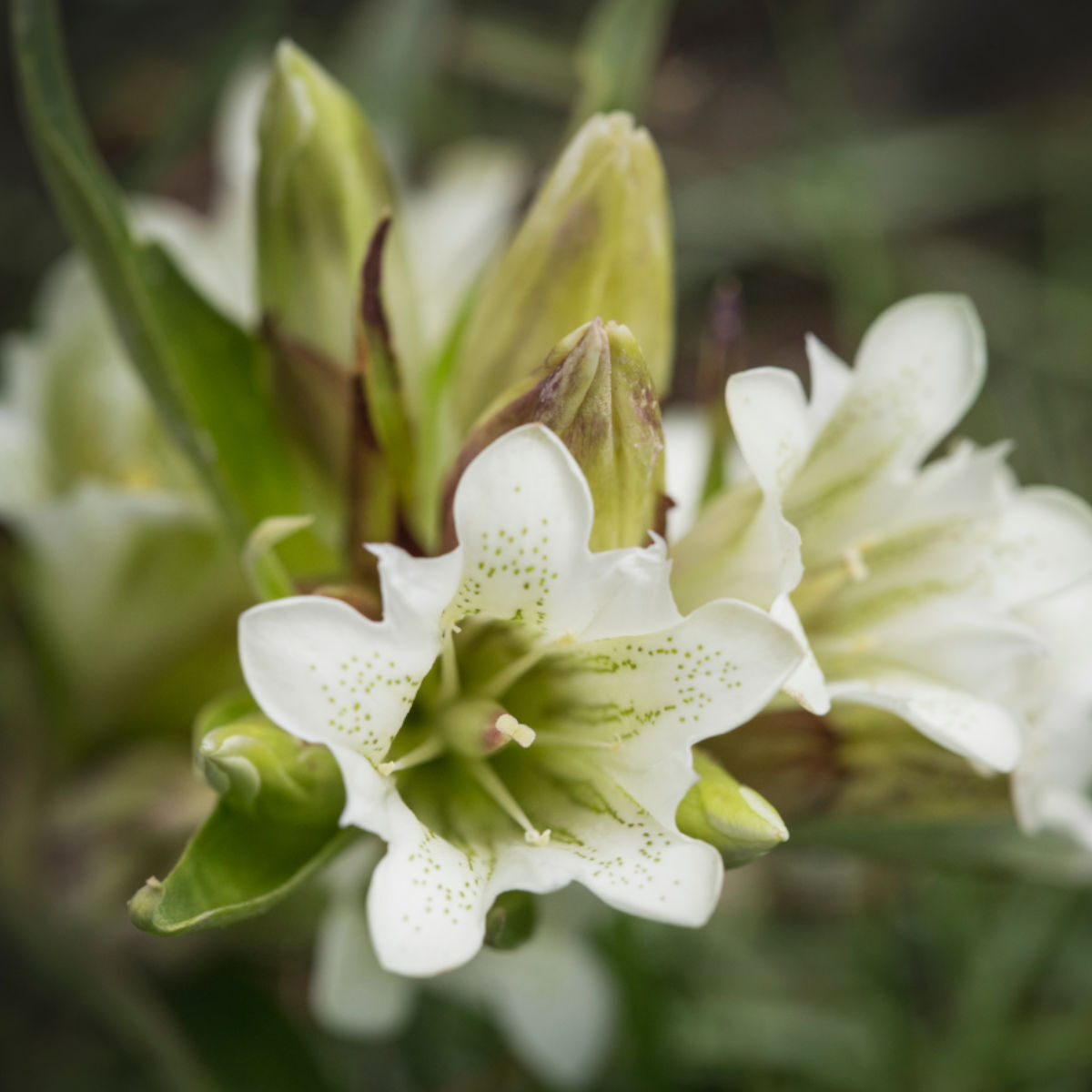 Tibetan Gentian Organic Flower Seeds Gentiana tibetica for Botanical Gardens