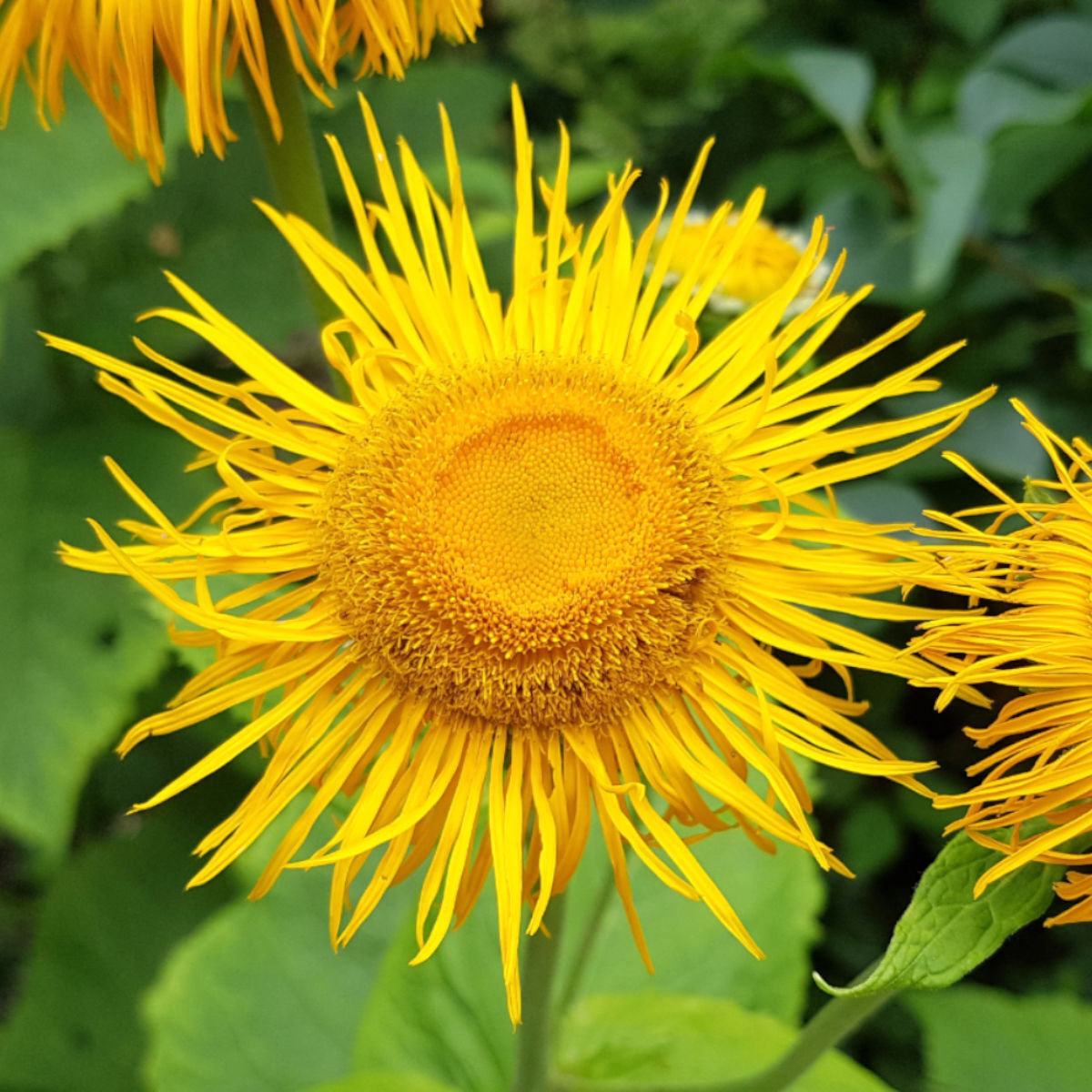 Organic Elecampane Seeds ,Inula helenium for Herb Garden Planting