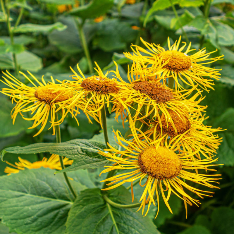 Organic Elecampane (Inula helenium) perennial herb with golden-yellow daisy-like flowers, large green leaves, and tall branching stems growing in a herb garden.