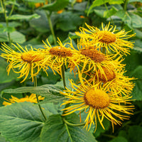 Organic Official Elecampane ,Inula helenium Seeds for Perennial Gardens