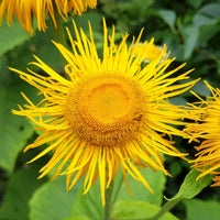 Inula helenium Organic Seeds ,Official Elecampane for Botanical Herb Gardens