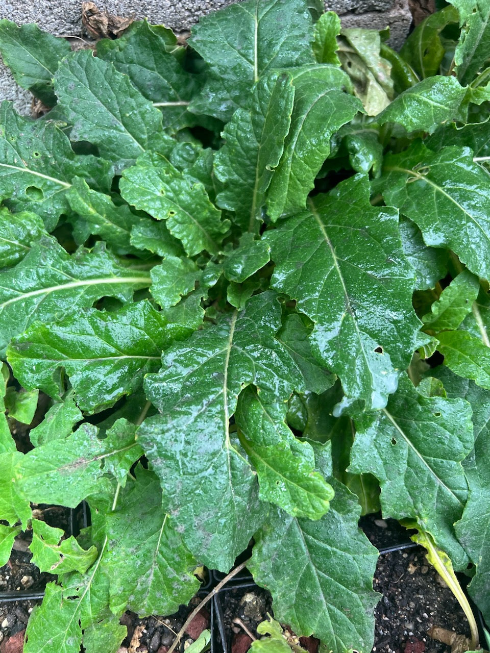 Jaborosa sativa Flowering Plant Seeds for Botanical Collections