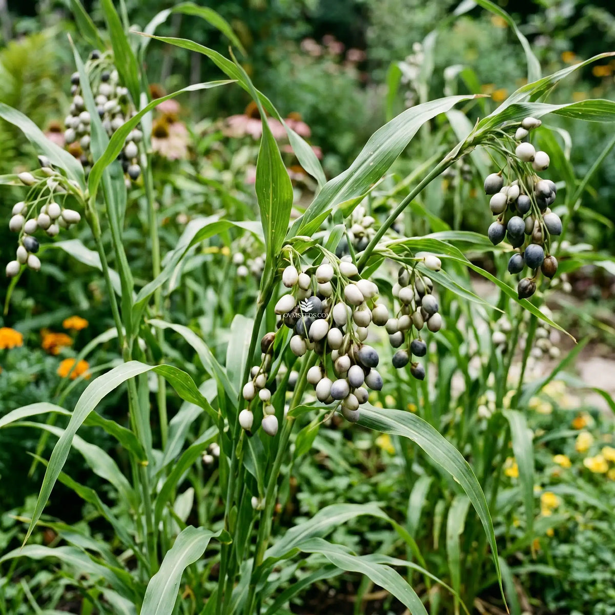 Job’s Tears Seeds – Coix lacryma-jobi Garden Planting Seeds