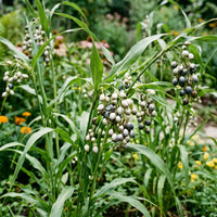 Job’s Tears Seeds – Coix lacryma-jobi Garden Planting Seeds