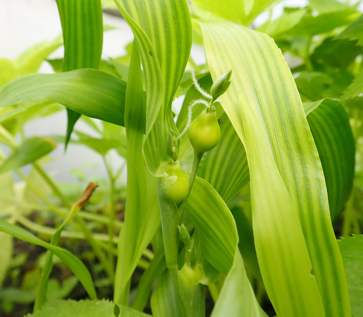 Coix lacryma-jobi Seeds – Job’s Tears Ornamental Garden Plant