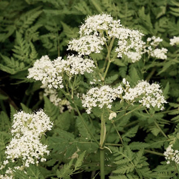 Sweet Cicely Myrrhis odorata perennial herb plant with delicate white flower clusters and fern-like green foliage growing in an outdoor herb garden.