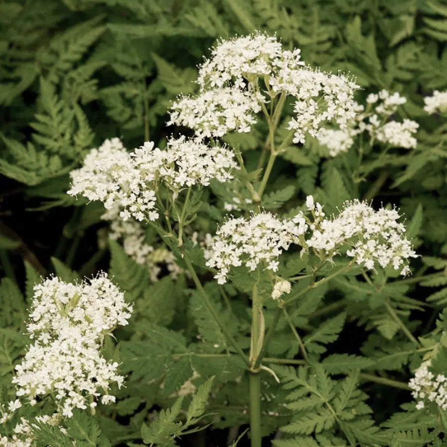 Sweet Cicely Perennial Herb Seeds Myrrhis odorata for Home Garden Growing