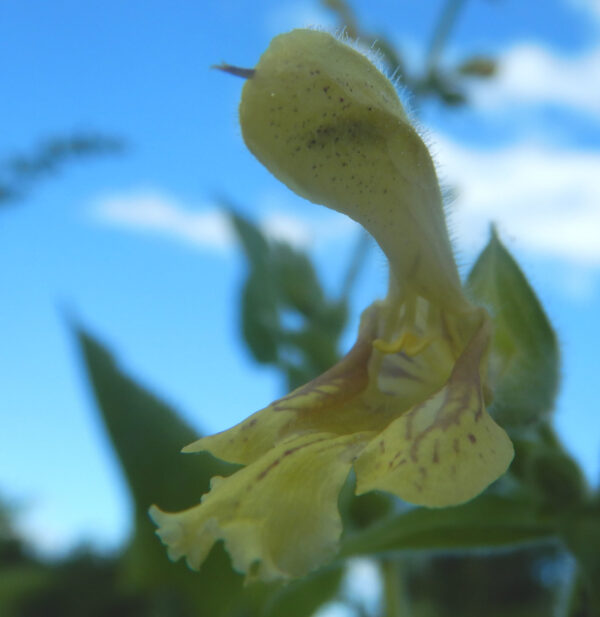 Jupiter’s Distaff Sage seeds for woodland-inspired home gardens