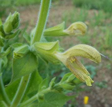 Jupiter’s Distaff Salvia glutinosa flower seeds for garden growing