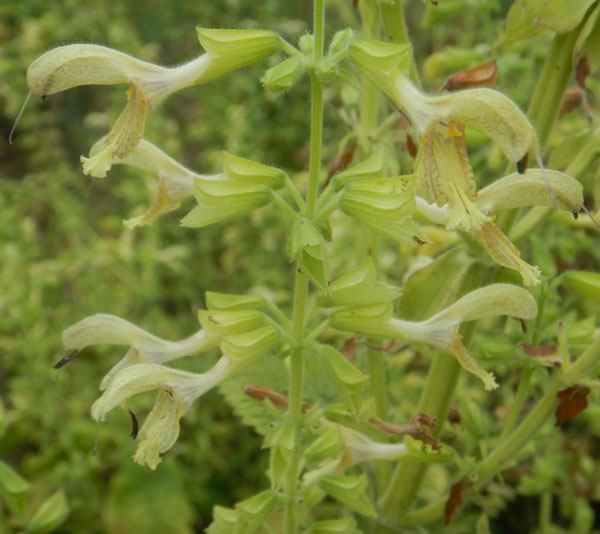 Jupiter’s Distaff Sage Salvia glutinosa seeds for home gardens