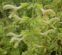 Jupiter’s Distaff Sage Salvia glutinosa seeds for home gardens