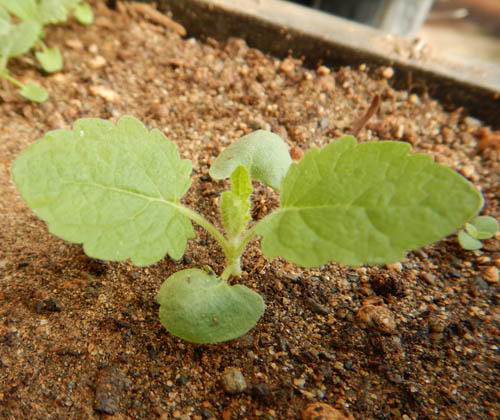 Jupiter’s Distaff flower seeds for woodland-inspired ornamental landscaping