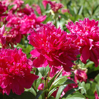 Peony ‘Karl Rosenfield’ Flower Seeds – Heirloom, Non-GMO, Perennial Variety