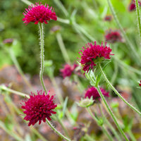Knautia macedonica Seeds – Rich Wine-Red Blooms for Gardens