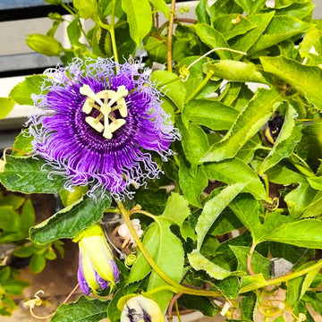 Passionflower Passiflora incarnata seeds for home gardens and ornamental climbing vine cultivation