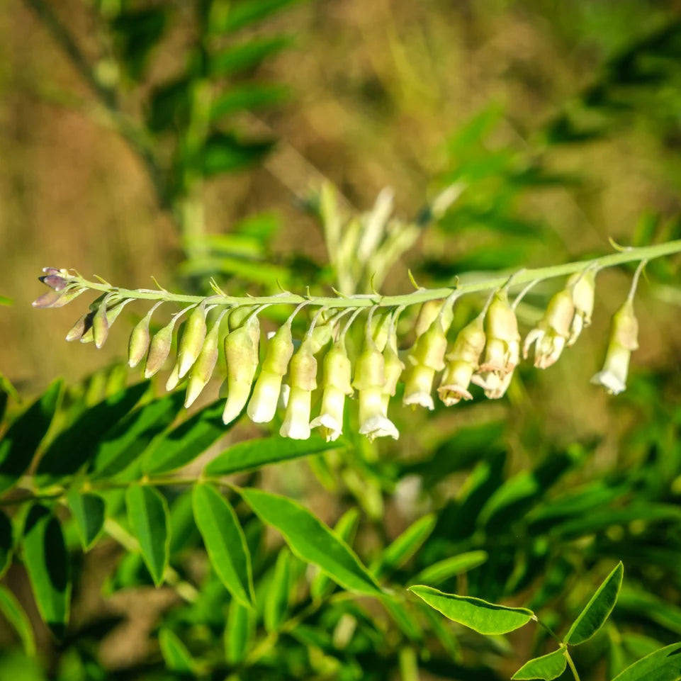 Ku Shen herb seeds, Sophora flavescens planting seeds for botanical cultivation