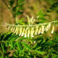 Ku Shen herb seeds, Sophora flavescens planting seeds for botanical cultivation