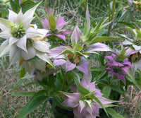 Monarda punctata flowers with spotted pale yellow petals and colorful pinkish bracts