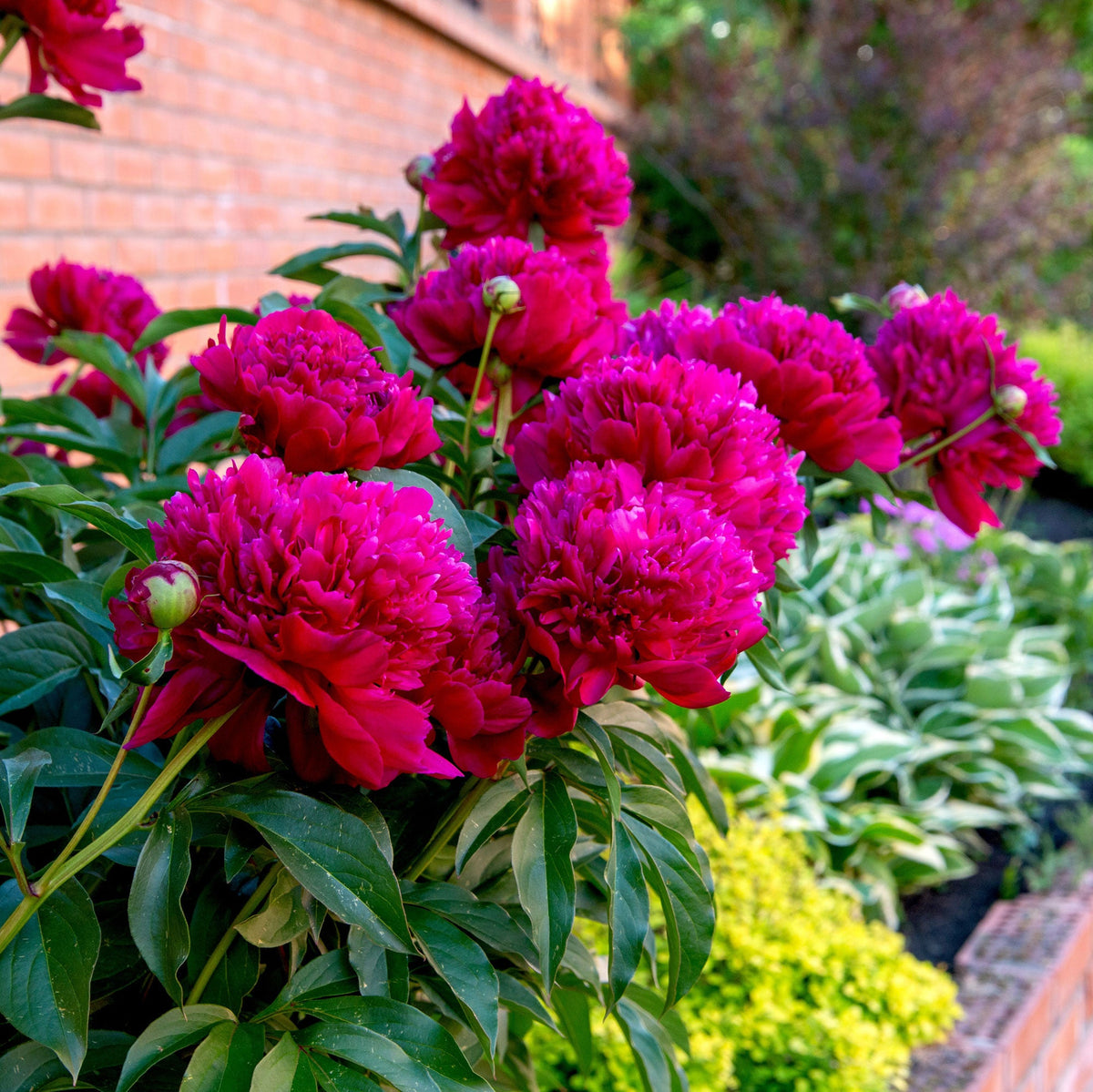 Peony ‘Karl Rosenfield’ Flower Seeds – Heirloom, Non-GMO, Perennial Variety