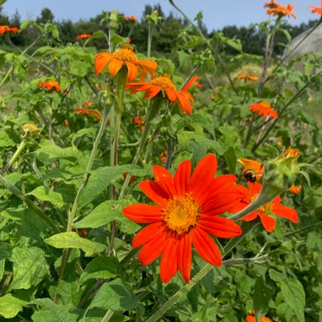 Mexican Sunflower Tithonia rotundifolia with vibrant orange daisy-like flowers, golden-yellow centers, and broad green foliage growing in a sunny home garden