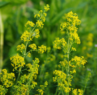 Lady’s Bedstraw perennial flowering plant for meadow gardens and naturalistic landscaping