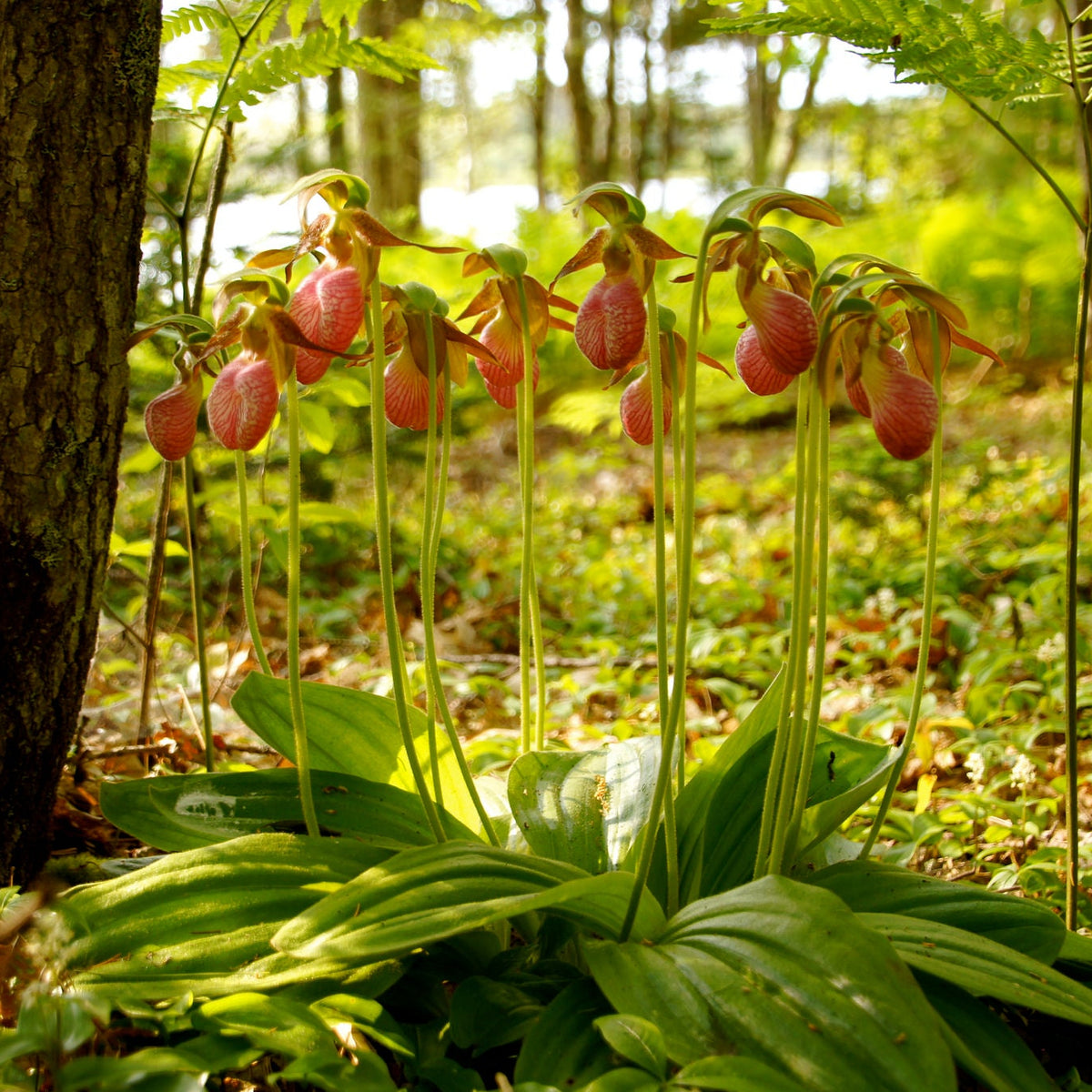 Lady’s Slipper Orchid Seeds Cypripedium - Rare Hardy Orchid  Elegant Garden & Woodland Flower