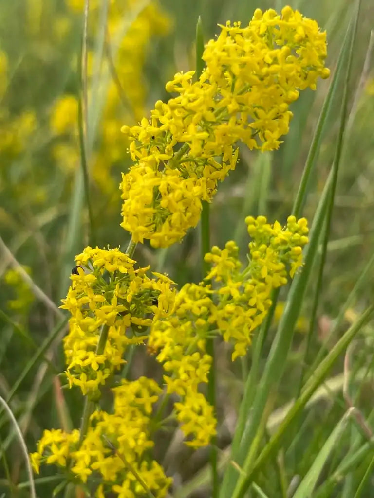 Our Lady’s Bedstraw Galium verum herb plant with delicate golden-yellow flowers