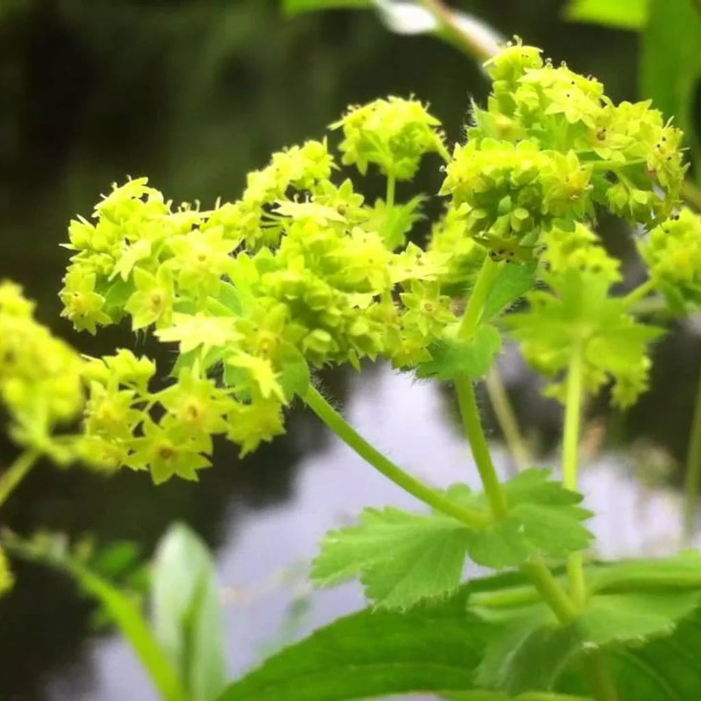 Alchemilla vulgaris perennial Lady’s Mantle plant with textured foliage and delicate flower clusters in a garden.