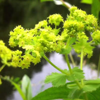 Alchemilla vulgaris perennial Lady’s Mantle plant with textured foliage and delicate flower clusters in a garden.