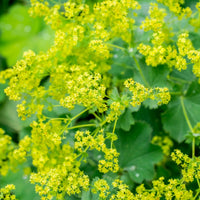 Lady’s Mantle perennial garden plant with textured foliage and delicate flower clusters for cottage garden landscaping.