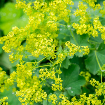 Organic Lady’s Mantle Alchemilla vulgaris seeds for growing a perennial ornamental garden plant.

