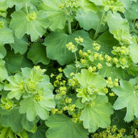 Lady’s Mantle Alchemilla vulgaris featuring rounded, pleated green leaves with scalloped edges.