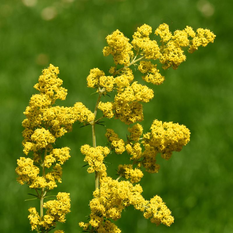 Galium verum perennial flowering plant for meadow-style gardens and naturalistic landscapes