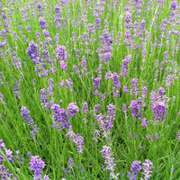 English Lavender Lavandula angustifolia plant with narrow aromatic leaves and purple flowers.
