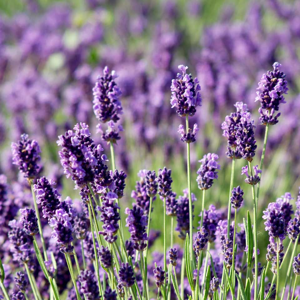 English Lavender Lavandula angustifolia herb garden seeds for home gardening.