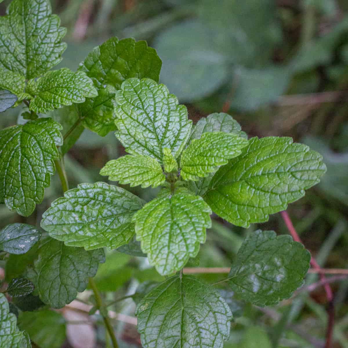 Lemon Balm (Melissa officinalis) Seeds for Planting – Aromatic Herbal Garden Seeds