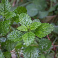 Lemon Balm (Melissa officinalis) Seeds for Planting – Aromatic Herbal Garden Seeds