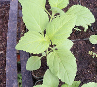 Mukasi Leonotis mollissima plant seeds for garden planting