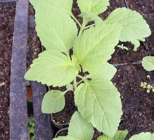 Mukasi Leonotis mollissima plant seeds for garden planting