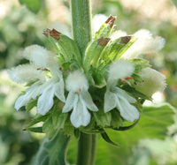 Leonotis mollissima Mukasi garden seeds for botanical planting