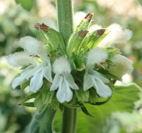 Leonotis mollissima Mukasi garden seeds for botanical planting