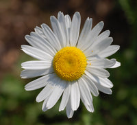Oxeye Daisy Chrysanthemum leucanthemum seeds