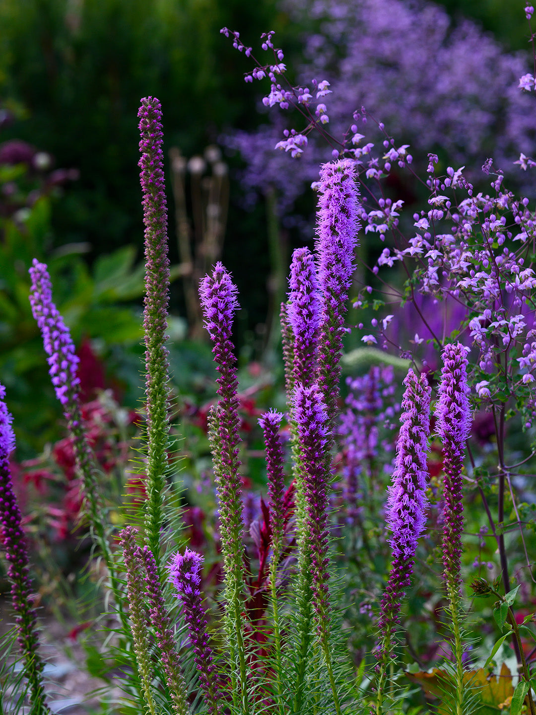 Liatris spicata Seeds,Gayfeather Blazing Star for Wildflower Gardens