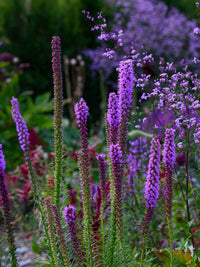 Liatris spicata Seeds,Gayfeather Blazing Star for Wildflower Gardens