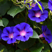 Grandpa Ott’s Purple Morning Glory Ipomoea purpurea climbing vine with decorative flowers and green foliage.