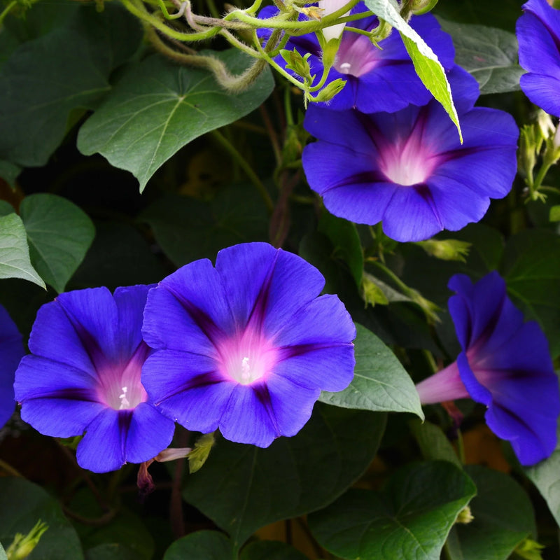 Flying Saucers Morning Glory Ipomoea tricolor seeds for ornamental garden planting.